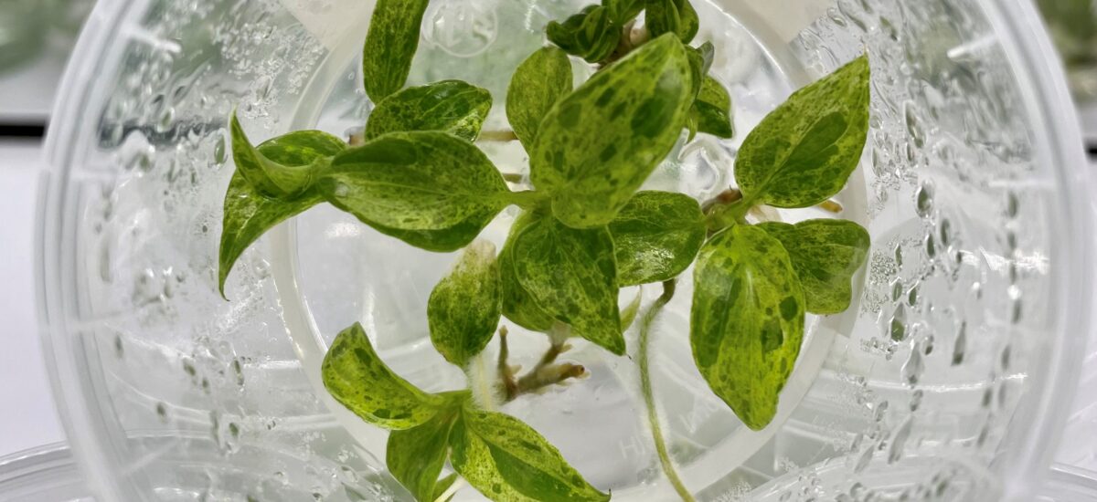 RARE PLANT TISSUE CULTURE